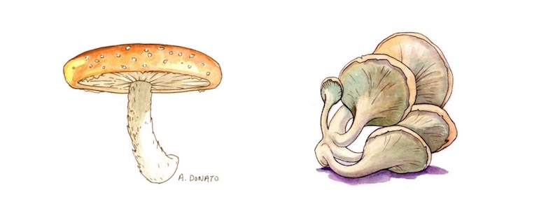 Mushrooms